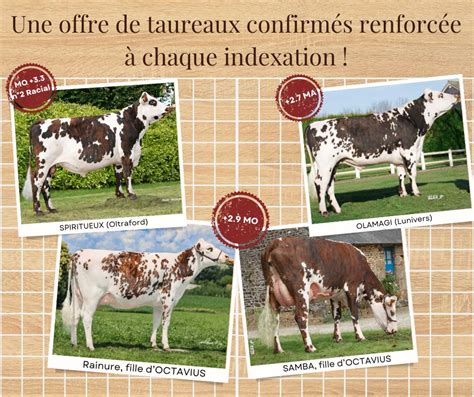 Graphique de la part des taureaux confirmés dans l'offre des importateurs