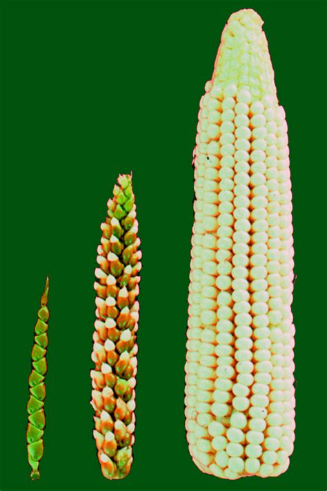 illustration de la téosinte et du maïs côte à côte