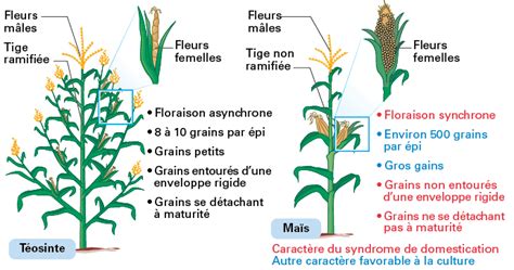 diagramme illustrant l'introgression génétique entre téosinte et maïs
