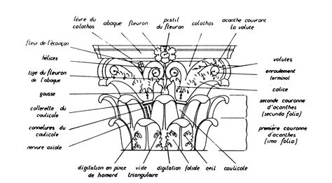 Schéma détaillé d'un chapiteau corinthien avec ses feuilles d'acanthe et hélices