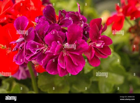 Geranium fleur violette en gros plan