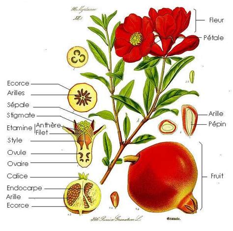 fleur et fruit de grenadier