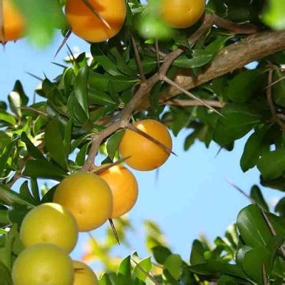 fruits du pommier de kei