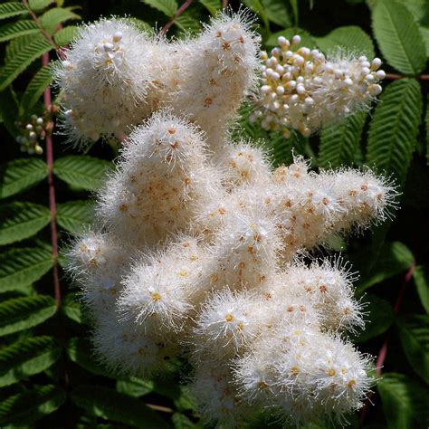 fleur et fruit de Xanthoceras à feuilles de sorbier