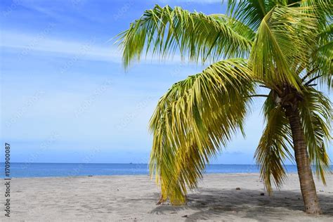 cocotier sur une plage