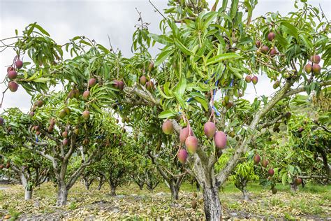 fruits de manguier
