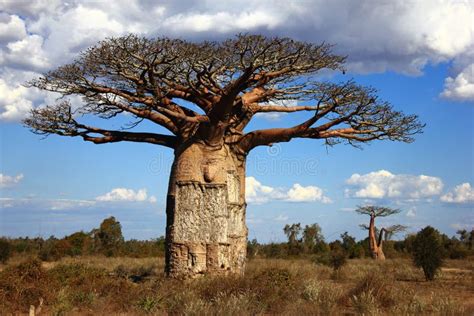 baobab dans la savane