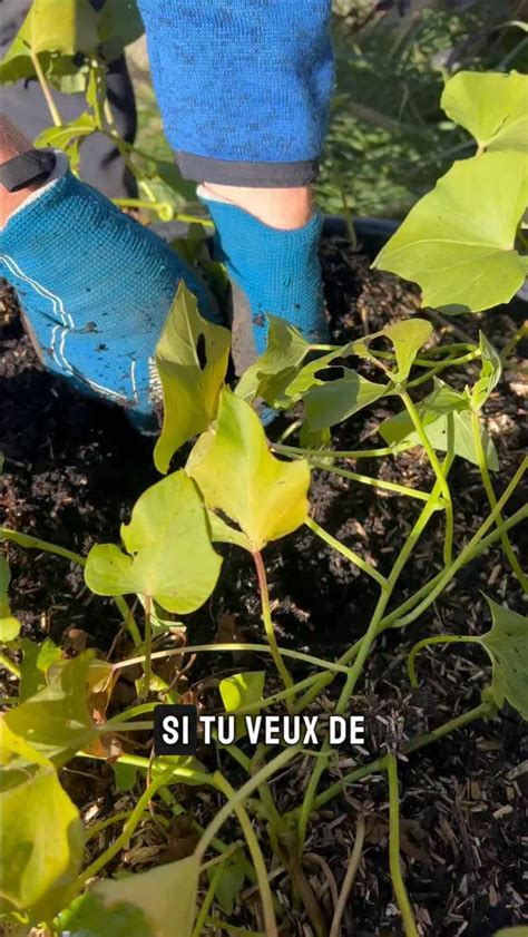 Tiges d'hortensia prêtes à être bouturées