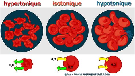 Graphique montrant l'effet de l'hydratation isotonique sur la récupération musculaire