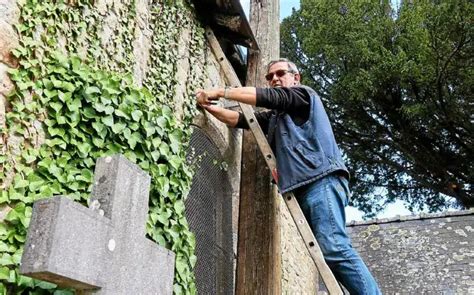 Personne coupant des tiges de lierre à la base d'un mur