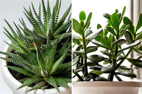 Diversité des formes et des textures des plantes succulentes