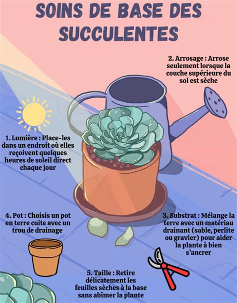 Schéma d'un pot bien drainé pour succulentes