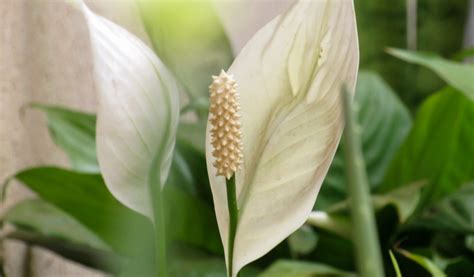 Gros plan sur une fleur de Spathiphyllum blanche avec son feuillage vert luisant