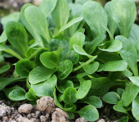 Mâche fraîchement récoltée dans les mains d'un jardinier