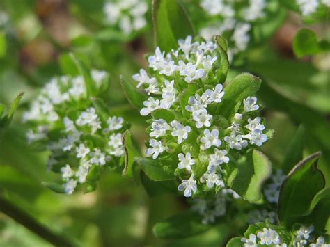 Petites fleurs de mâche sur une tige
