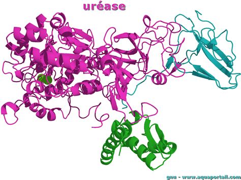 Molécule de NBPT et son interaction avec l'enzyme uréase