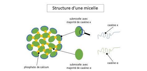 Structure schématique d'une micelle de caséine dans le lait