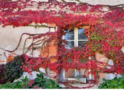 Plantes grimpantes sur un mur