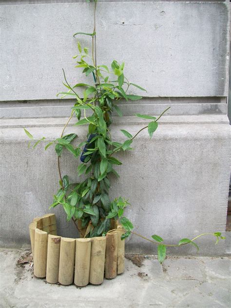 Installation d'une plante grimpante