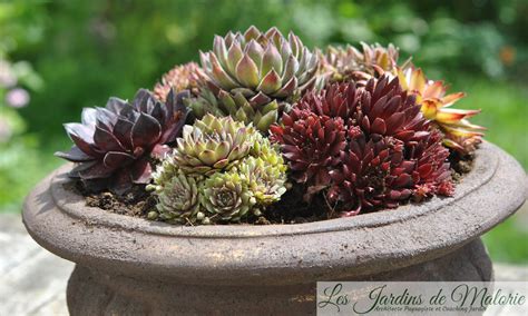 Image illustrant une collection de plantes grasses et succulentes dans un jardin ensoleillé
