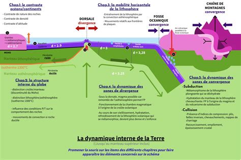 Schéma explicatif montrant la structure d'une Euphorbia trigona et les zones où le latex est concentré