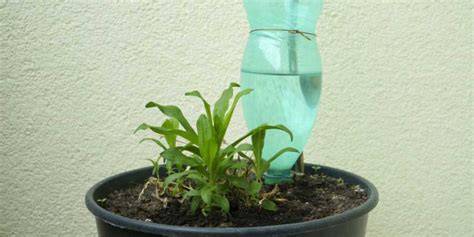 Photo montrant une bouteille de lait recyclée utilisée pour arroser des plantes en pot