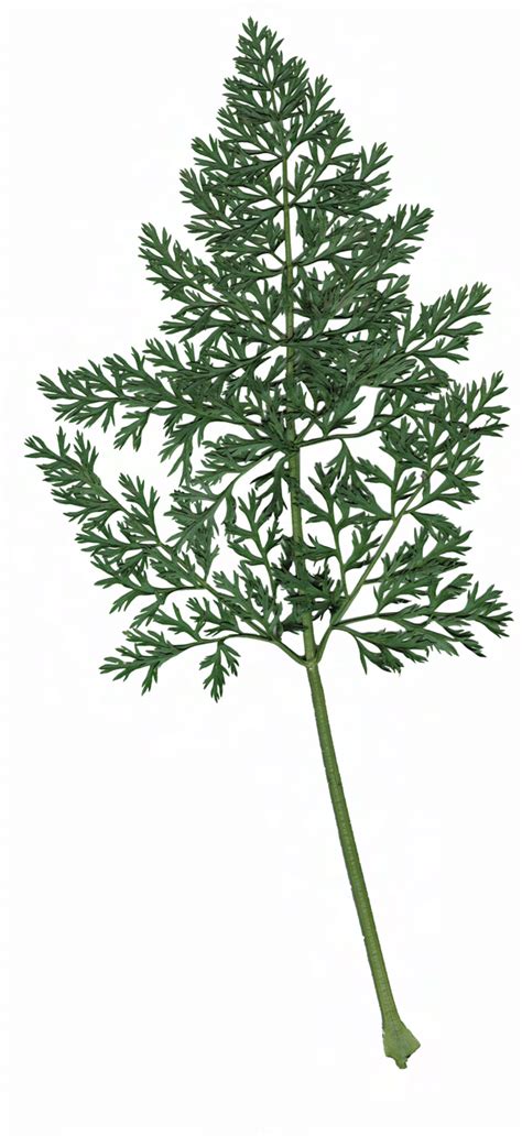 Feuillage de carotte sauvage