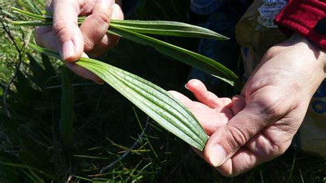 Feuilles de plantain lancéolé