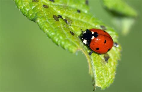 Infographie comparative : distinguer les insectes bénéfiques des ravageurs du figuier