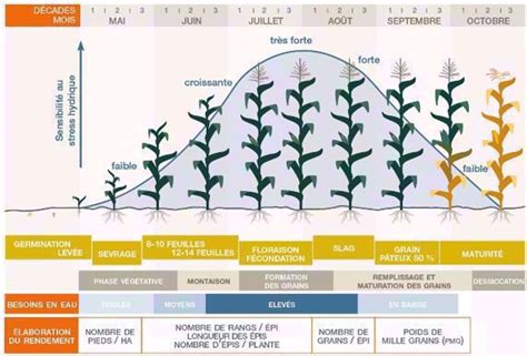 Schéma des besoins en irrigation par cycle de culture