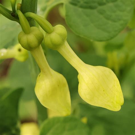 Aristolochia clematitis en fleur