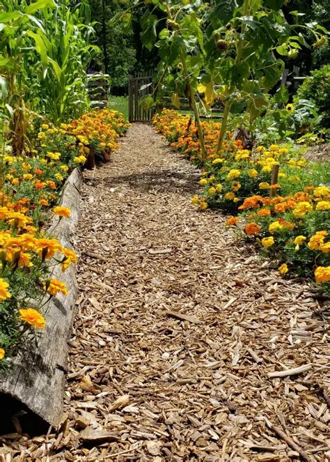 Exemple d'utilisation de paillis dans un potager