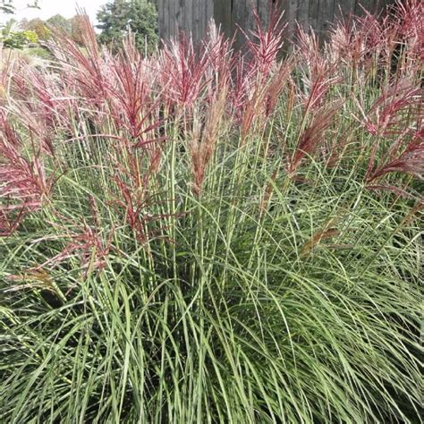 Exemple d'association paysagère entre le Miscanthus sinensis 'Cute One' et des fleurs de vivaces colorées.