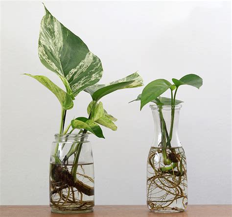 Boutures d'orchidée dans l'eau d'ail