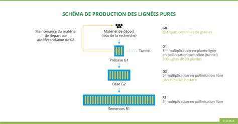 Schéma illustrant le processus de certification des semences, du champ de multiplication jusqu'au conditionnement final en station.