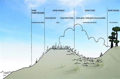 Schéma illustrant la transition entre dune arbustive, dune grise et dune blanche