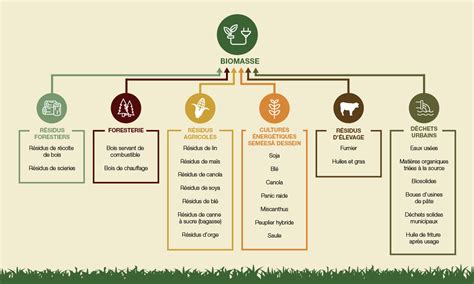 Infographie sur les sources de la biomasse pour les bioplastiques