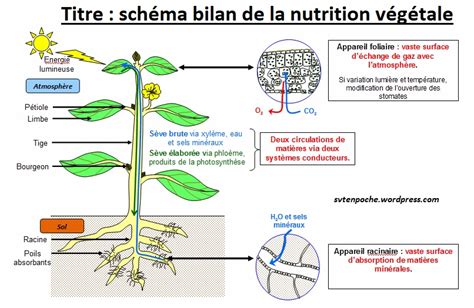 Schéma illustrant le cycle de la nutrition végétale, de la production d'engrais à l'assimilation par les cultures.