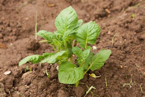 Jeune pousse de pomme de terre dans un champ