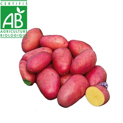 Variété de pommes de terre primeur, Rosabelle, avec sa peau rose