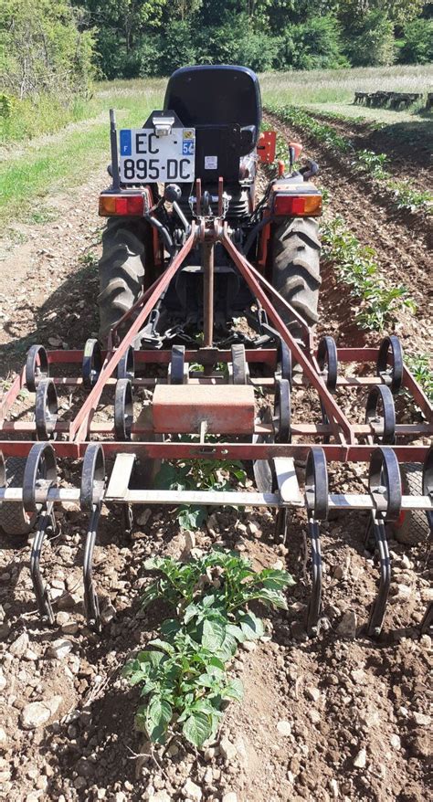 Buttage de jeunes plants de pommes de terre