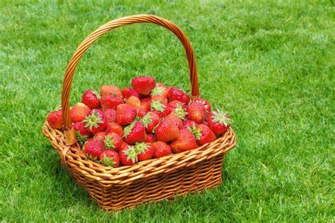 Un panier rempli de fraises fraîches dans un champ du Morbihan