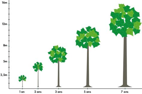 Diagramme comparatif de la croissance d'un arbre avec et sans tuteurage sur 3 ans