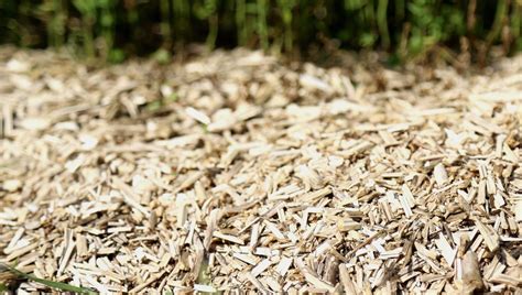 Illustration d'un campagnol creusant sous un paillage