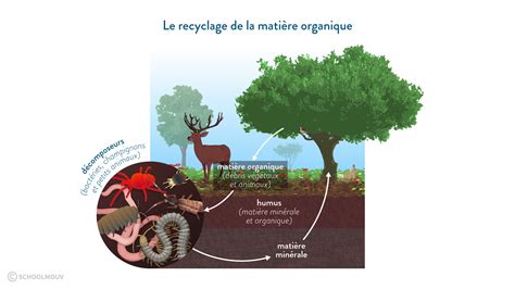 Schéma illustrant le cycle de la matière organique et le rôle des insectes auxiliaires