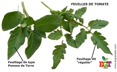 Schéma illustrant les différentes formes de feuilles de tomates : classique, pomme de terre, rugosa, et laineux.