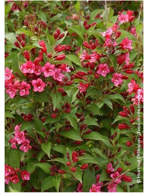Illustration du Weigela 'Bristol Ruby' en pleine floraison