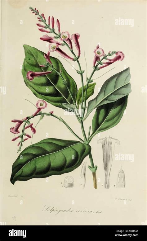 Diagramme illustrant la forme tubulaire des fleurs de Weigela