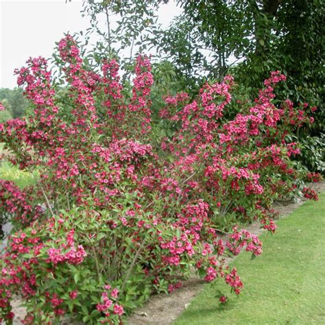 Exemple d'une haie fleurie avec des Weigela 'Bristol Ruby'