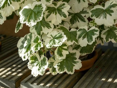 Plante succulente aux feuilles panachées présentant des contrastes de vert et de blanc